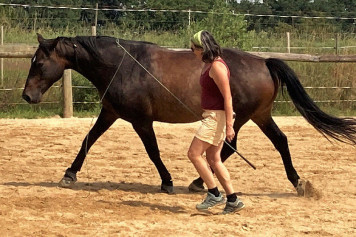 Freie Bodenarbeit mit dem Pferd