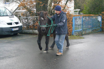 Bodenarbeit mit dem Pferd auf der Straße