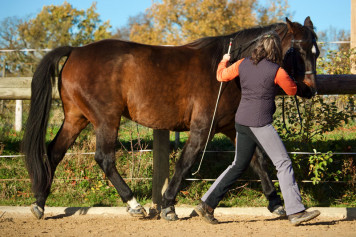 Anja Görtzen mit Warmblut Gobi