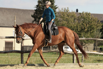 Connected Riding® im Trab