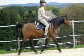 Pferd trabt mit Halsring